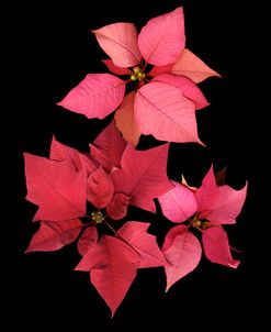 Poinsettia #2