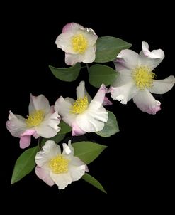 White & Pink Camellia