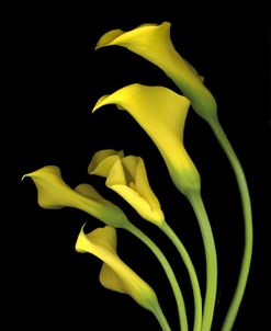 Calla Lilies #3