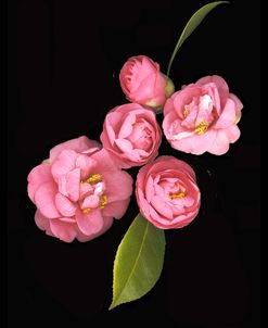 Camellia Japonica #2