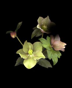 Lenten Rose 07 #1