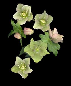 Lenten Rose 07 #2