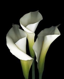 White Calla #1