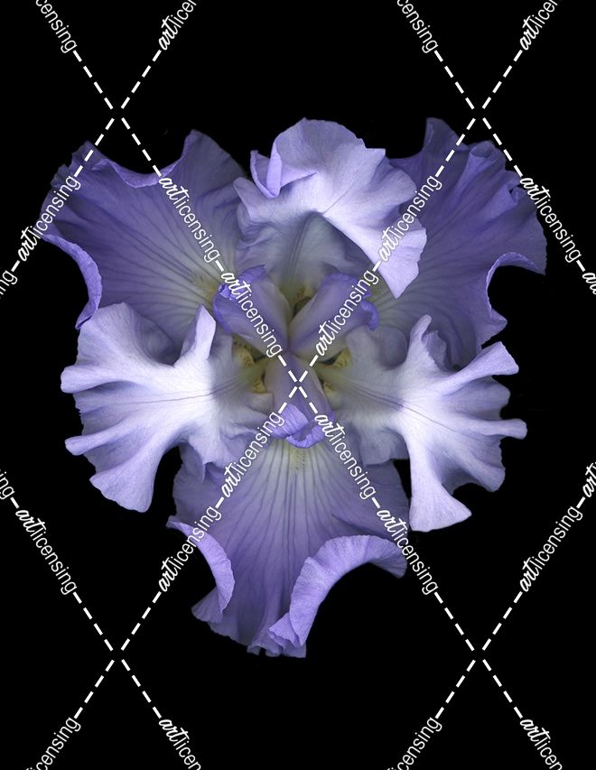 Blue Iris #1