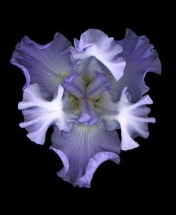 Blue Iris #1