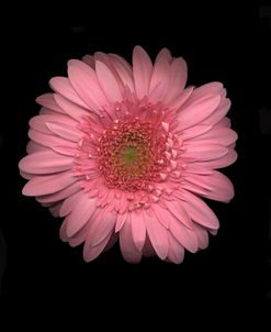 Gerber Daisy #3