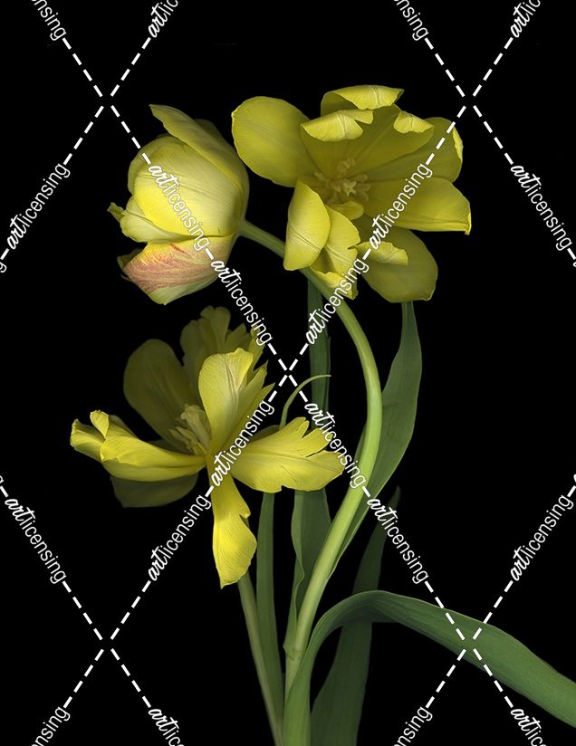 Yellow Dutch Tulip #1