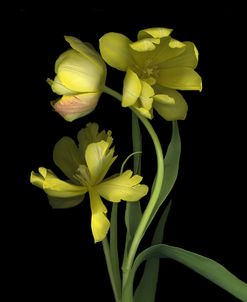 Yellow Dutch Tulip #1