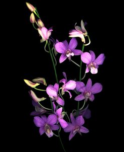Orchid 07