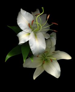 White Lilies #2