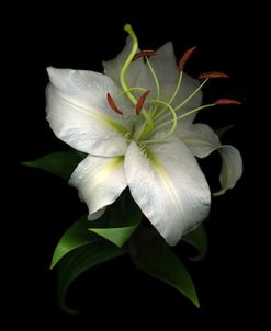 White Lily 07