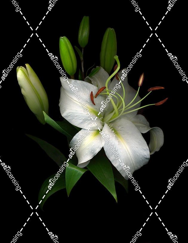 White Lily #4