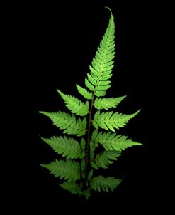 Fern #3