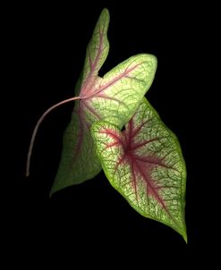 Caladium Leaves #3