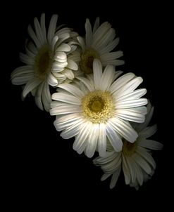 White Gerbera Daisy