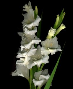 Gladiola #1