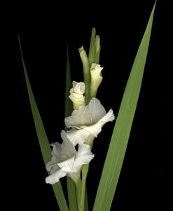 Gladiola #3