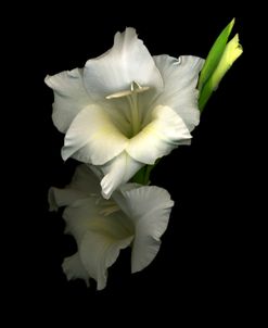 Gladiola #4