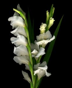 Gladiola #2