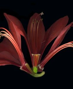 Amaryllis Deconstructed