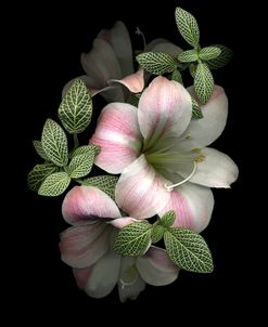 Apple Blossom Amaryllis & Fittonia Leaves