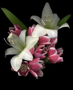 White Amaryllis & Tulips
