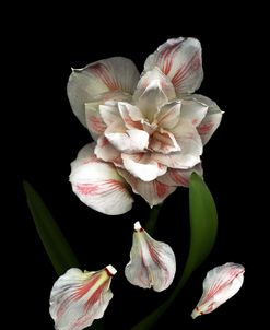 Pink & White Amaryllis