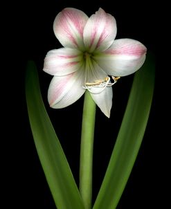 Apple Blossom Amaryllis 1