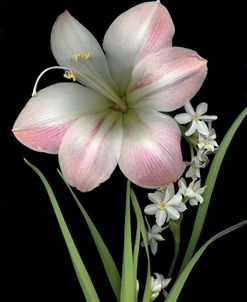 Apple Blossom Amaryllis & Paper Whites