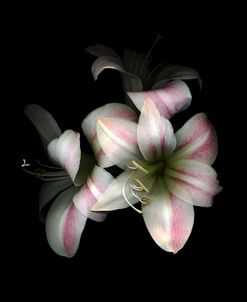 Apple Blossom Amaryllis