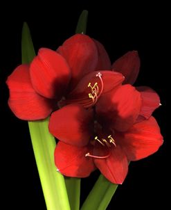 Red Lion Amaryllis 1