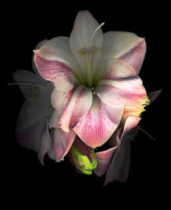 Amaryllis