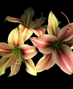 Red And White Amaryllis Trio