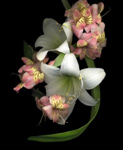 White Amaryllis & Alstromeria