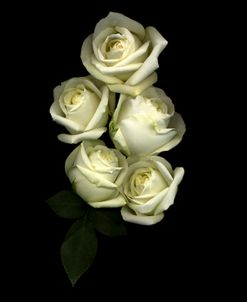 White Roses