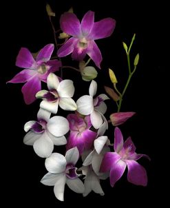 Dendrobium Orchids