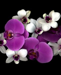 Pink And White Orchids