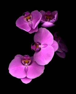 Pink Orchids