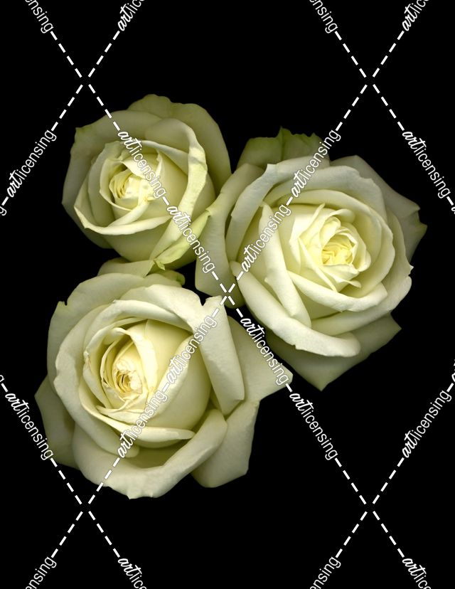 3 White Roses
