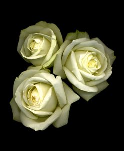 3 White Roses