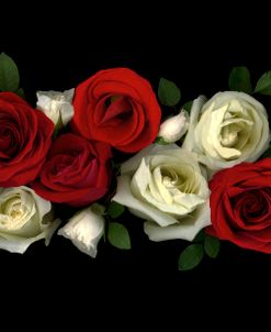 Red & White Roses