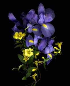 Blue Iris & Carolina Jasmine