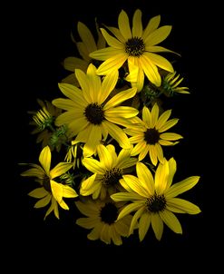 Black Eye Susan