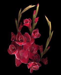 Red Gladiolas