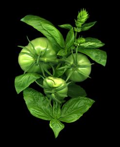 Green Tomato And Basil