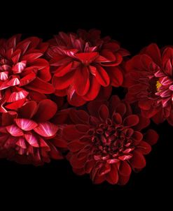 Red Dahlias 5