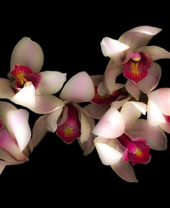 Pink & Fushia Orchid #1
