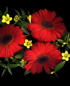 Gerbera Daisy & Carolina Jasmine