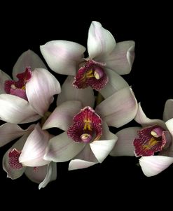 Pale Pink& Fushia Orchid #2