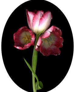 3 Tulips
